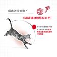 【Royal Canin】法國皇家貓乾糧 - 成貓全效健康營養配方 on Sale