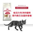 【Royal Canin】法國皇家貓乾糧 - 成貓全效健康營養配方 on Sale