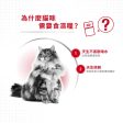 【Royal Canin】法國皇家貓濕糧 -成貓理想體態營養主食濕糧（肉汁、啫喱） Fashion